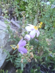 Chaenostoma caeruleum