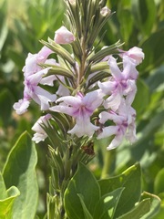 Chascanum latifolium