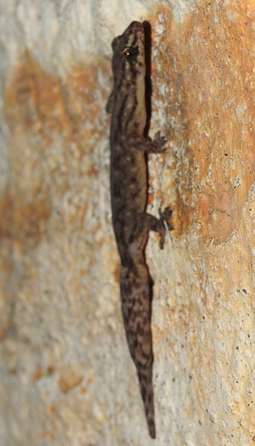 Adams’ Dravidogecko, Dravidogecko douglasadamsi