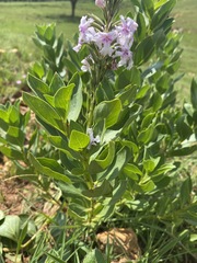 Chascanum latifolium