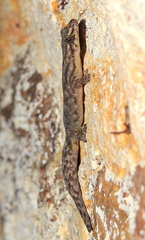 Dravidogecko douglasadamsi