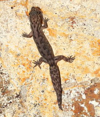Dravidogecko douglasadamsi