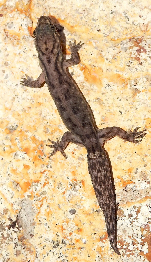 Adam's Dravid Gecko