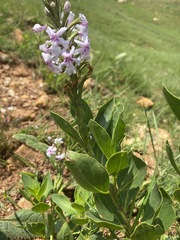 Chascanum latifolium