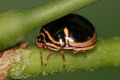 Coptosoma xanthogramma
