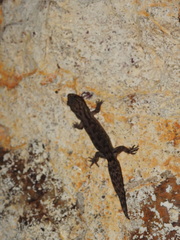 Dravidogecko douglasadamsi