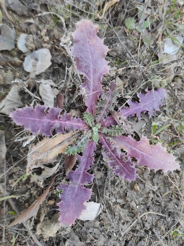 Sonchus asper