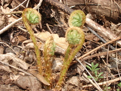 Dryopteris filix-mas