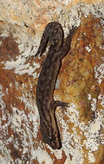 Dravidogecko douglasadamsi