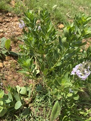 Chascanum latifolium