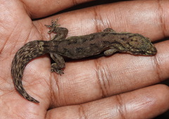 Dravidogecko douglasadamsi