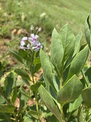 Chascanum latifolium