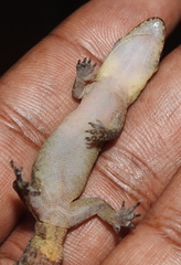 Dravidogecko douglasadamsi