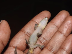 Dravidogecko douglasadamsi