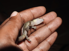 Dravidogecko douglasadamsi