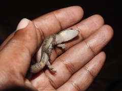 Dravidogecko douglasadamsi