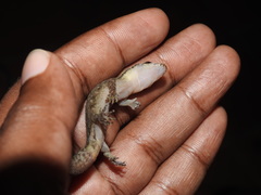Dravidogecko douglasadamsi