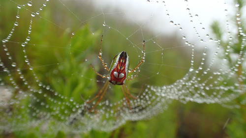 Masked Vlei Spider photo 4