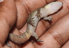 Dravidogecko douglasadamsi