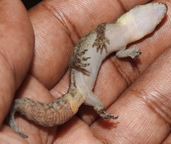 Dravidogecko douglasadamsi