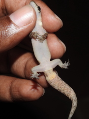 Dravidogecko douglasadamsi