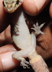 Dravidogecko douglasadamsi