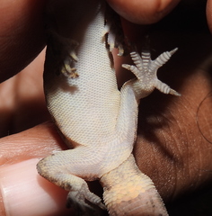 Dravidogecko douglasadamsi