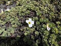 Oxalis enneaphylla