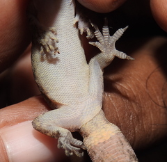 Dravidogecko douglasadamsi
