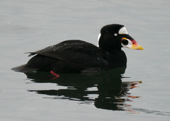 Surf Scoter - Photo (c) Peter Taylor, some rights reserved (CC BY-NC), uploaded by Peter Taylor