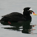 Surf Scoter - Photo (c) Peter Taylor, some rights reserved (CC BY-NC), uploaded by Peter Taylor