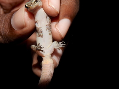 Dravidogecko douglasadamsi