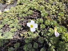 Oxalis enneaphylla