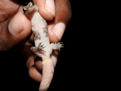 Dravidogecko douglasadamsi