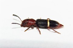 Paratillus carus