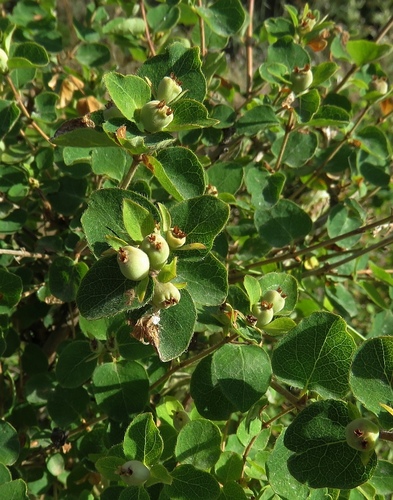 Lonicera iberica