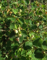 Lonicera iberica