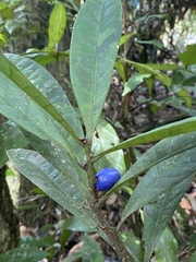 Symplocos cyanocarpa