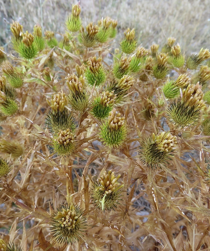 Cousinia daralaghezica