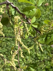 Dioscorea quartiniana