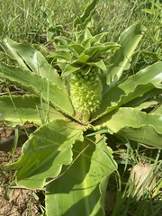 Eucomis autumnalis clavata