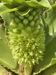 Eucomis autumnalis clavata