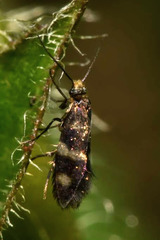 Micropterix