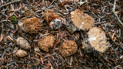 Gautieria morchelliformis