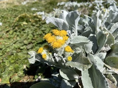 Senecio candidans