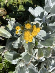 Senecio candidans