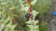 Caerostris sexcuspidata