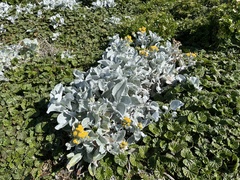 Senecio candidans