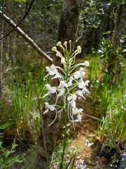 Platanthera blephariglottis conspicua