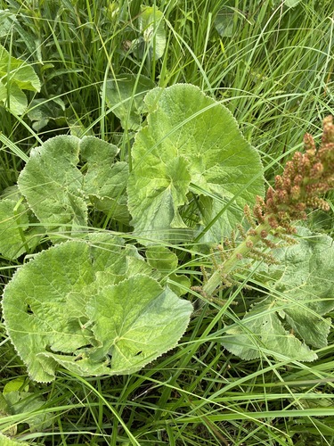 Gunnera perpensa image